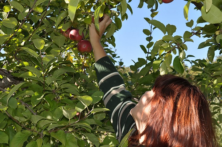 Apple picking at Applecrest, Hampton Falls, NH