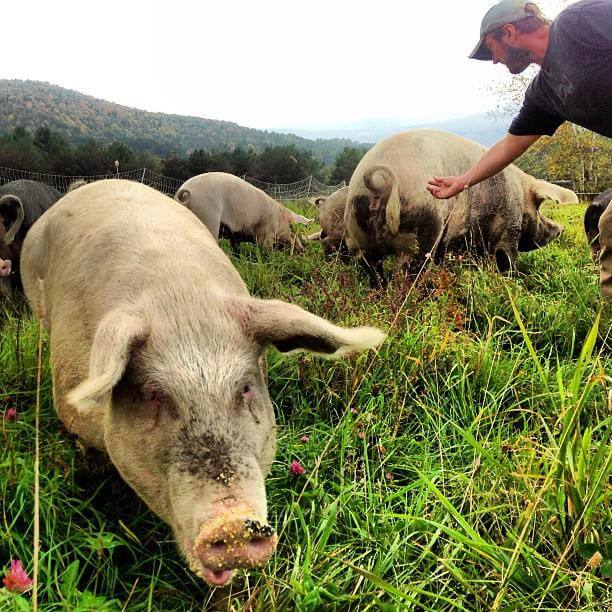 Nathan with his beloved Pigs on Hill Hollow Farm. Petersburgh, NY