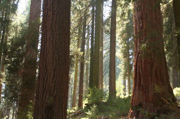 Redwoods, Sequoia National Park. 