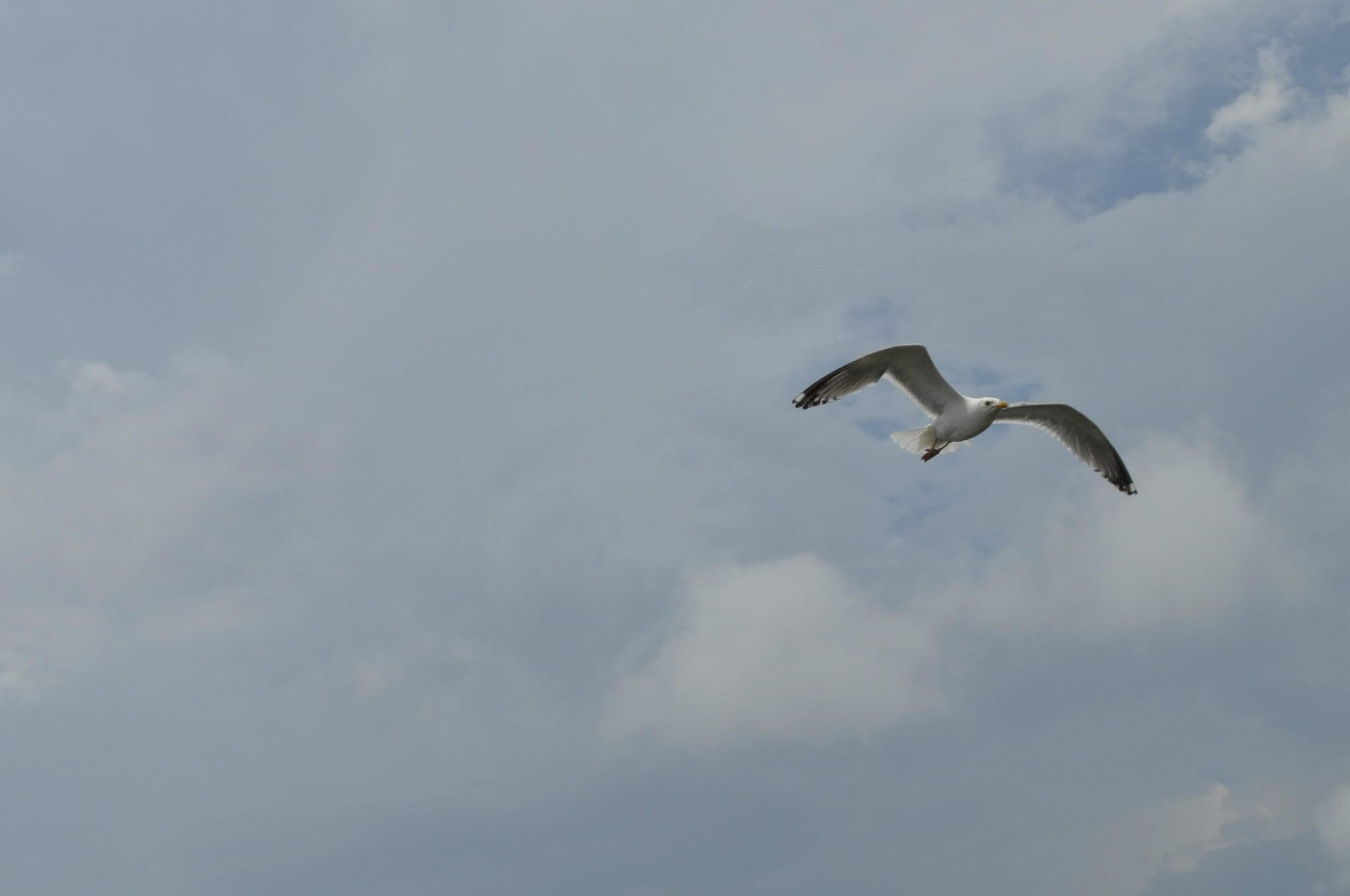 Seabirds fly high in the sky over Assateague Island, Maryland