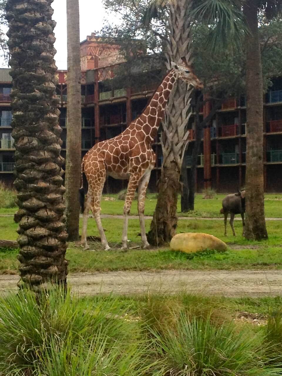 Giraffe on the Savannah at Disney's Kidani Village.