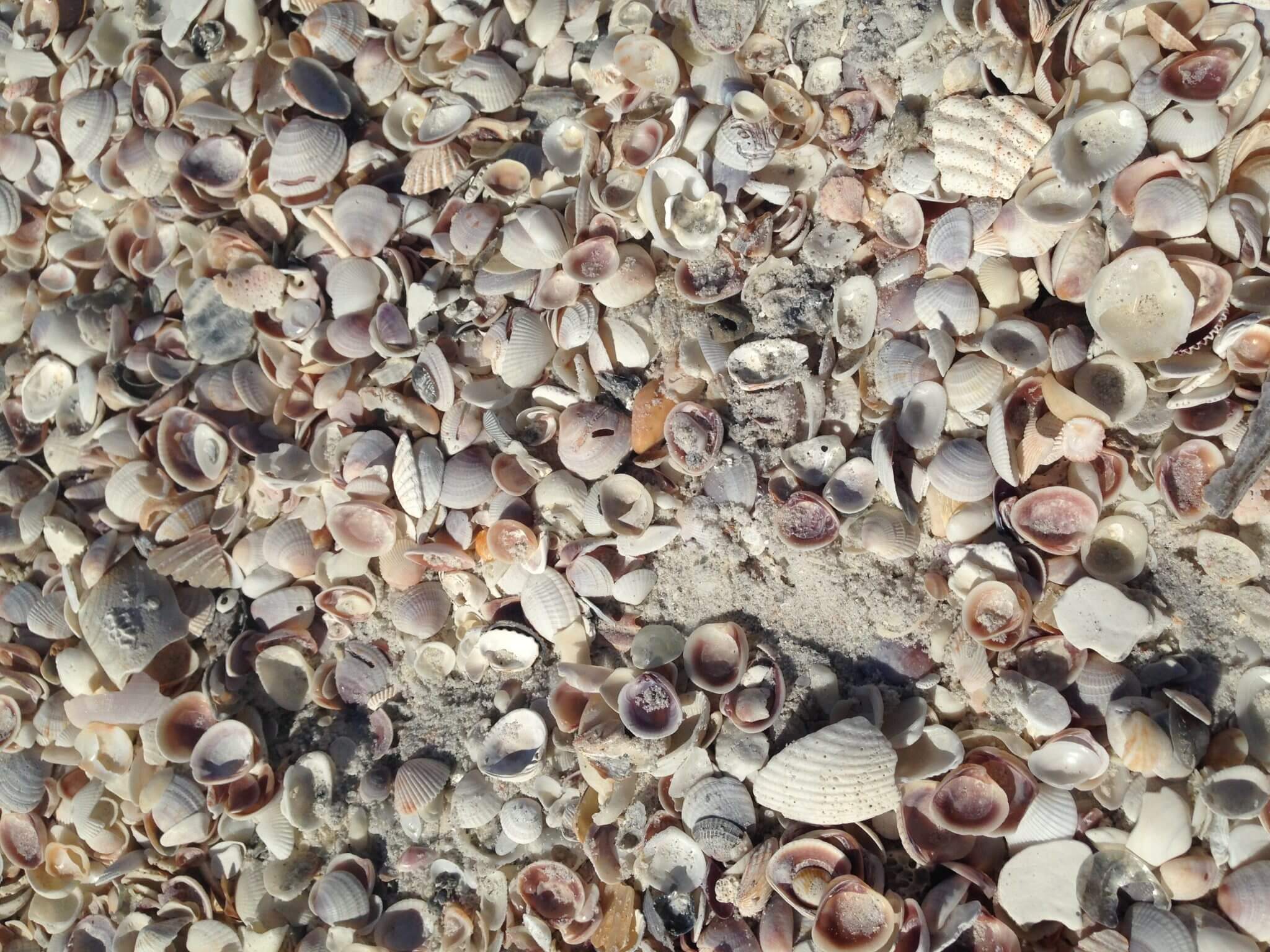 Shells that gather on the shoreline of Treasure Island, Florida.