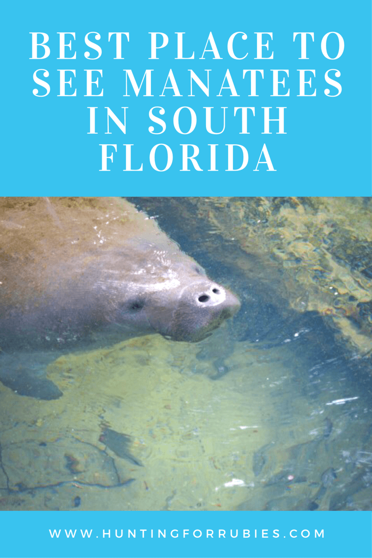 Best Place to See Manatees in South Florida
