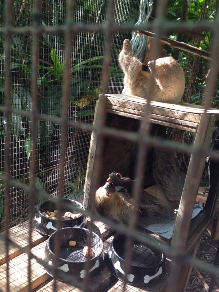 Sloths having lunch at Safari Edventure in Homestead, Florida 